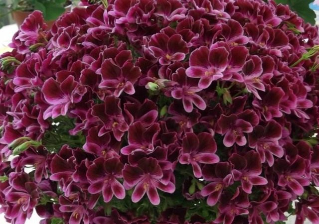 Цветение сорта пеларгонии Berkswell Calypso