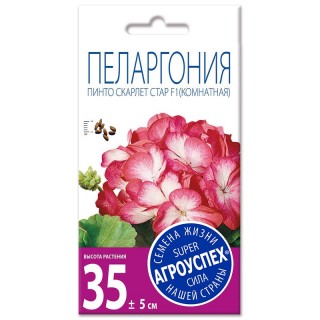 Рассада пеларгонии в горшках