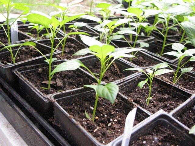 Готовая к высадке рассада перца