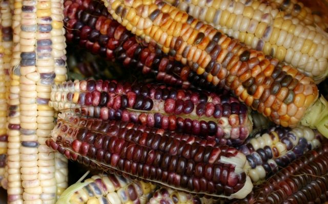 Если при совместной посадке пыльца фиолетовых сортов опылит желтую кукурузу, то при созревании початки оказываются пестрыми