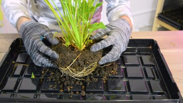Как правильно пересадить спатифиллум в домашних условиях если корни заполнили весь горшок