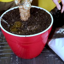 Засыпайте землю поверх корней и пролейте водой Финальный этап пересадки и уплотнение грунта