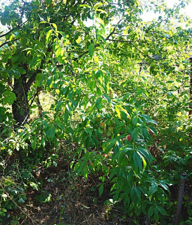 Молодое дерево персика (Prunus persica), сорт «Воронежский кустовой» Молодое дерево персика (Prunus persica), сорт «Воронежский кустовой»