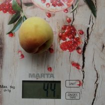 Плоды персика «Воронежский кустовой» небольшие Плоды персика «Воронежский кустовой» небольшие