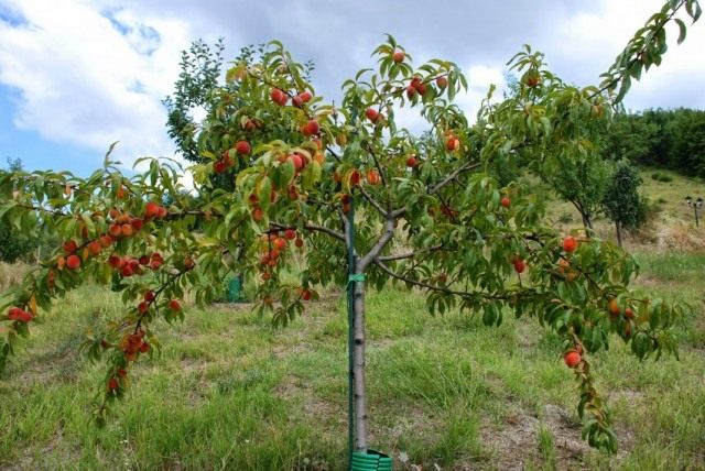 Выращивание персика на даче с учетом климатических особенностей регионов
