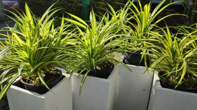 Ichki makonda Chlorophytum comosum