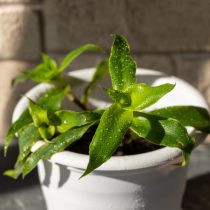 Callisia fragrans (oltin mo'ylov)