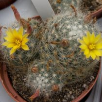 Mammillaria baumii gullab-yashnamoqda
