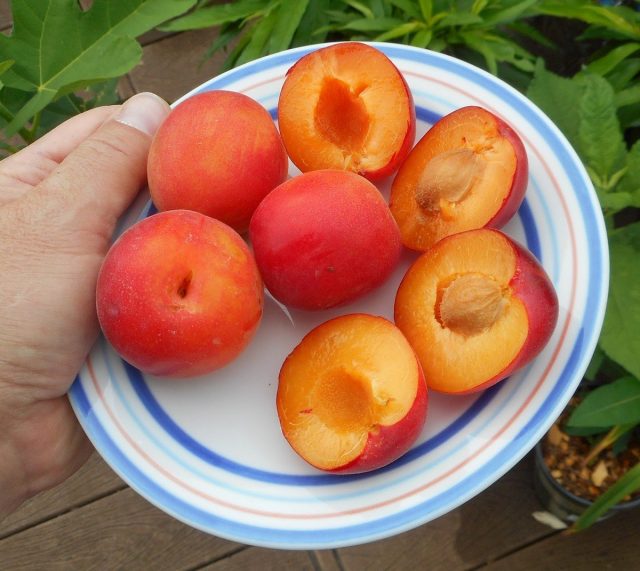 Шарафуга, или Пеакотум (Peacotum)