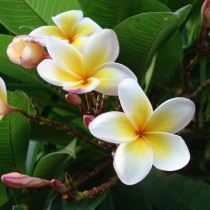 Плюмерия белая (Plumeria alba) Цветок плюмерии белой крупным планом