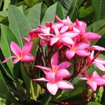 Плюмерия красная (Plumeria rubra) Соцветие плюмерии красной