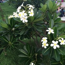 Плюмерия тупая (Plumeria obtusa) Компактный куст плюмерии тупой