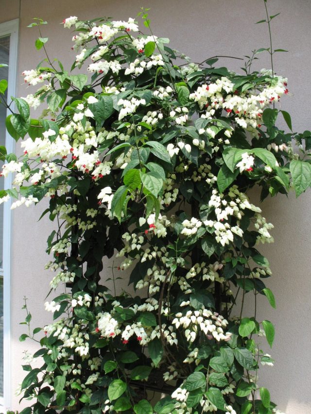 Ichki makonda klerodendrumning barglari va inflorescences