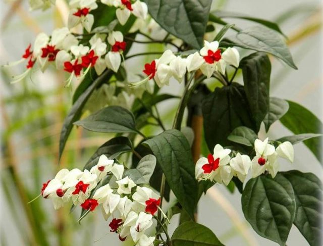 Azizillo orqali klerodendrum tojini shakllantirish jarayoni
