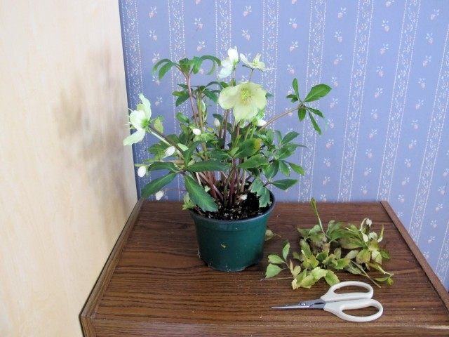 Санитарная обрезка увядающих листьев