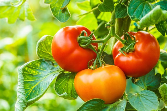 Почему помидоры вырастают кислыми или горькими и как исправить вкус плодов
