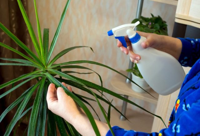 Чтобы избавиться от клещика, растение дважды с перерывом в 2 недели обрабатывают «Акарином», «Фитовермом» или «Биколом». Борьба с вредителями на драцене