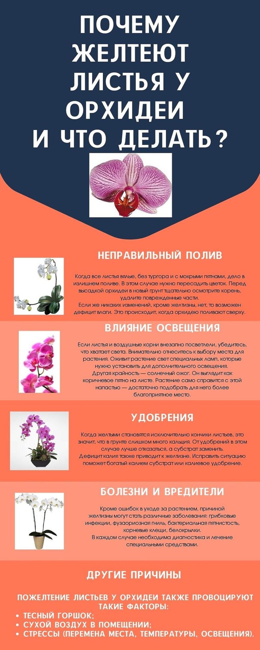 Неліктен орхидея жапырақтары сарғайып кетеді? Орхидея жапырақтарының сарғаюының негізгі себептері