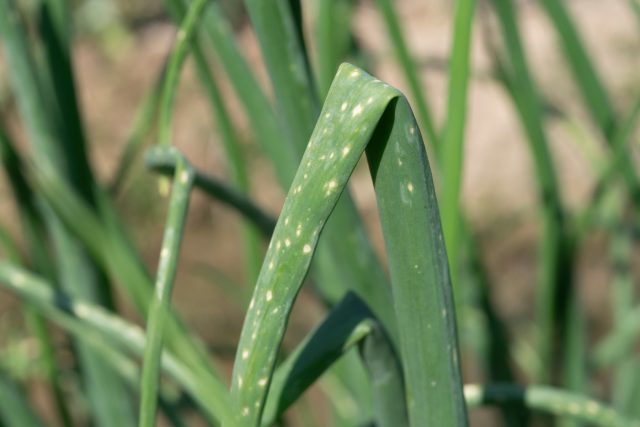 Ботритис (Botrytis) или пятнистость листьев лука
