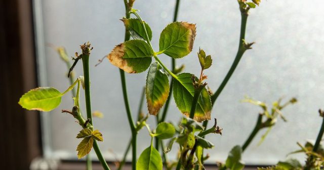 Что делать если у комнатной розы желтеют и опадают листья в домашних условиях
