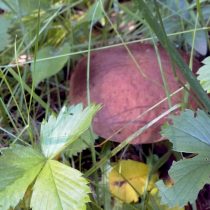 Подберёзовик обыкновенный (Leccinum scabrum)