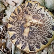Грабовик, или Подберёзовик серый (Leccinum griseum)