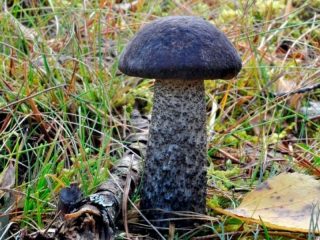 Подберёзовик чёрный (Leccinum melaneum)