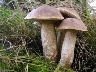 Подберёзовик жестковатый (Leccinum duriusculum)
