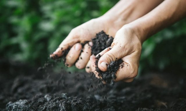 Использование гумуса для улучшения структуры грунта