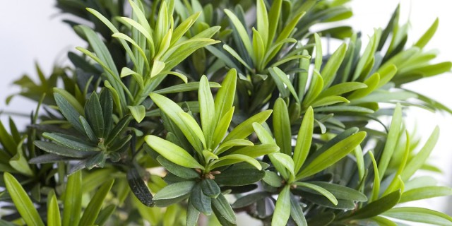 Подокарп крупнолистный (Podocarpus macrophyllus) Взрослый подокарп крупнолистный в технике бонсай