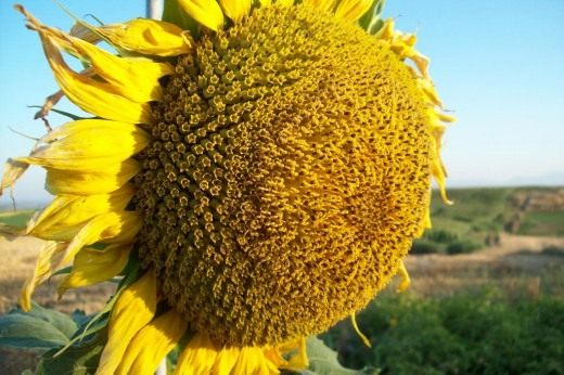 Урожай подсолнечника на участке