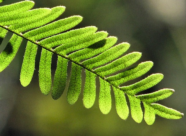 Папоротник-многоножка, или Полиподиум многоножкоподобный (Polypodium polypodioides) Детальное изображение вай полиподиума многоножкоподобного