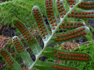 Полиподиум Скулера (Polypodium scouleri) Полиподиум Скулера в подвесном кашпо
