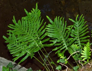 Полиподиум батистовый, или южный (Polypodium cambricum) Листья полиподиума южного вблизи