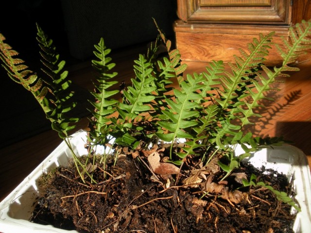 Полиподиум виргинский (Polypodium virginianum) Полиподиум виргинский в горшке