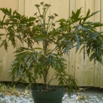 Полисциас кустарниковый (Polyscias fruticosa) Форма кроны полисциаса кустарникового