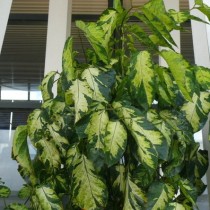 Полисциас метельчатый (Polyscias paniculata) Полисциас метельчатый в горшке