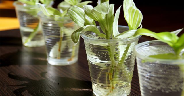 Tradescantia шламдарын суда тамырлау
