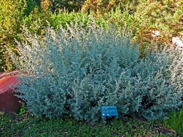 Полынь горькая (Artemisia absinthium)