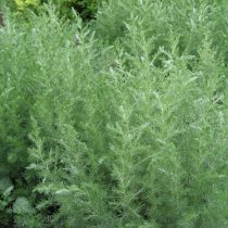Полынь понтийская (Artemisia pontica)