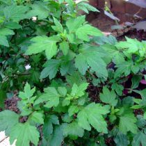 Полынь молочноцветковая (Artemisia lactiflora)