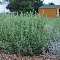 Полынь Людовика (Artemisia ludoviciana)