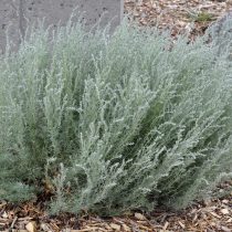 Полынь холодная (Artemisia frigida)