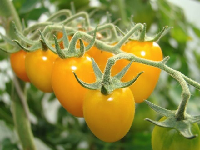 ""Amber Beads" - bu taxminan 3 litr hajmdagi osma idishlar uchun erta pishadigan (pomidorning pishishidan 90-95 kun oldin) ampelous nav. Osilib turgan pomidorli kehribar boncuklar