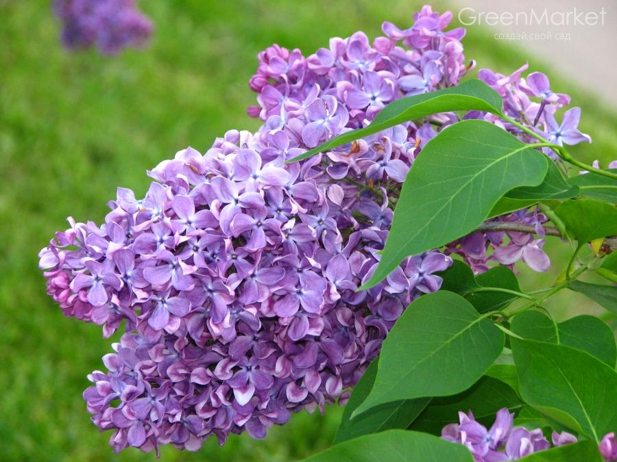 цветущий куст сирени на дачном участке