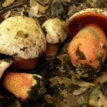 Боровик розовокожий, ядовитый гриб с красными трубочками