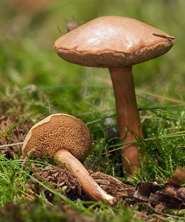 Перечный гриб с красноватыми порами, несъедобный