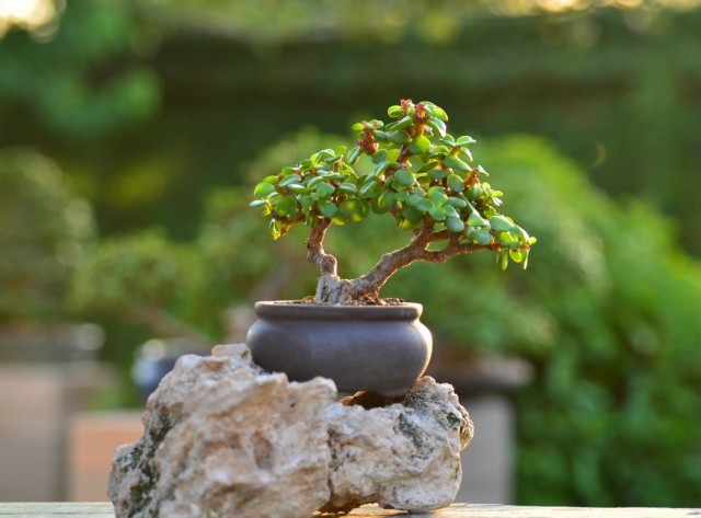 Портулакария африканская (Portulacaria afra) Внешний вид портулакарии африканской как бонсай