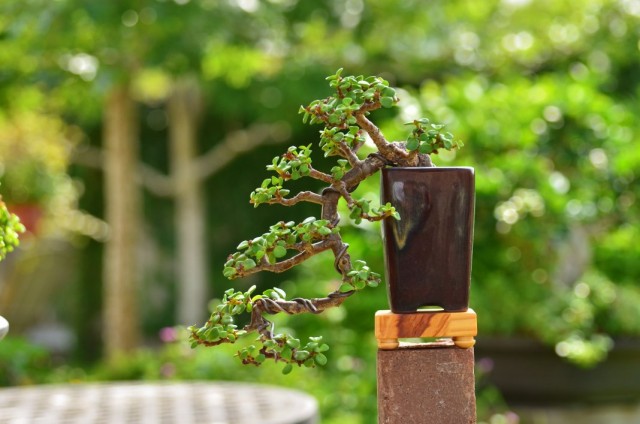 Портулакария африканская (Portulacaria afra) Детали строения побегов и листьев портулакарии