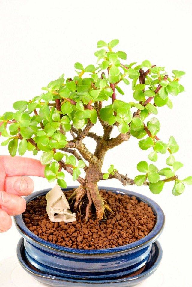 Портулакария африканская (Portulacaria afra) Портулакария в интерьере